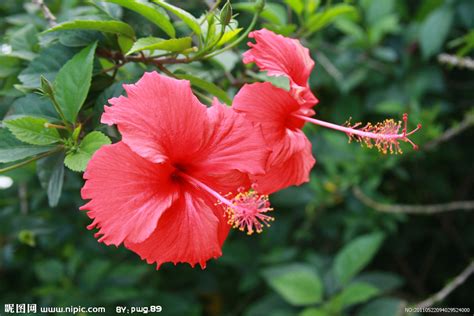 扶桑花顏色|扶桑花(扶桑花):形態特徵,生長習性,地理分布,主要品種,。